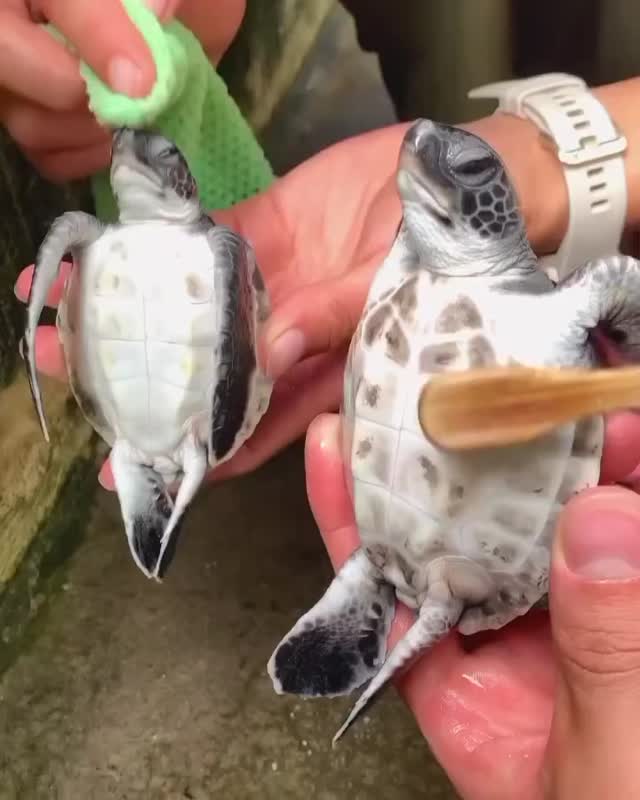 Nachhaltige Handyhüllen im Vergleich: Welche Materialien gibt es?