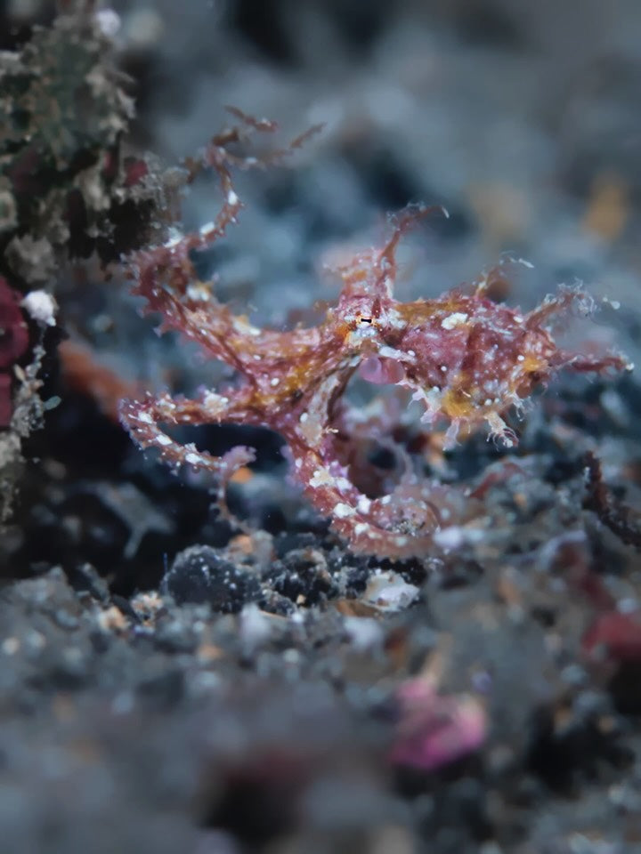 Warum Oktopusse die heimlichen Genies der Meere sind