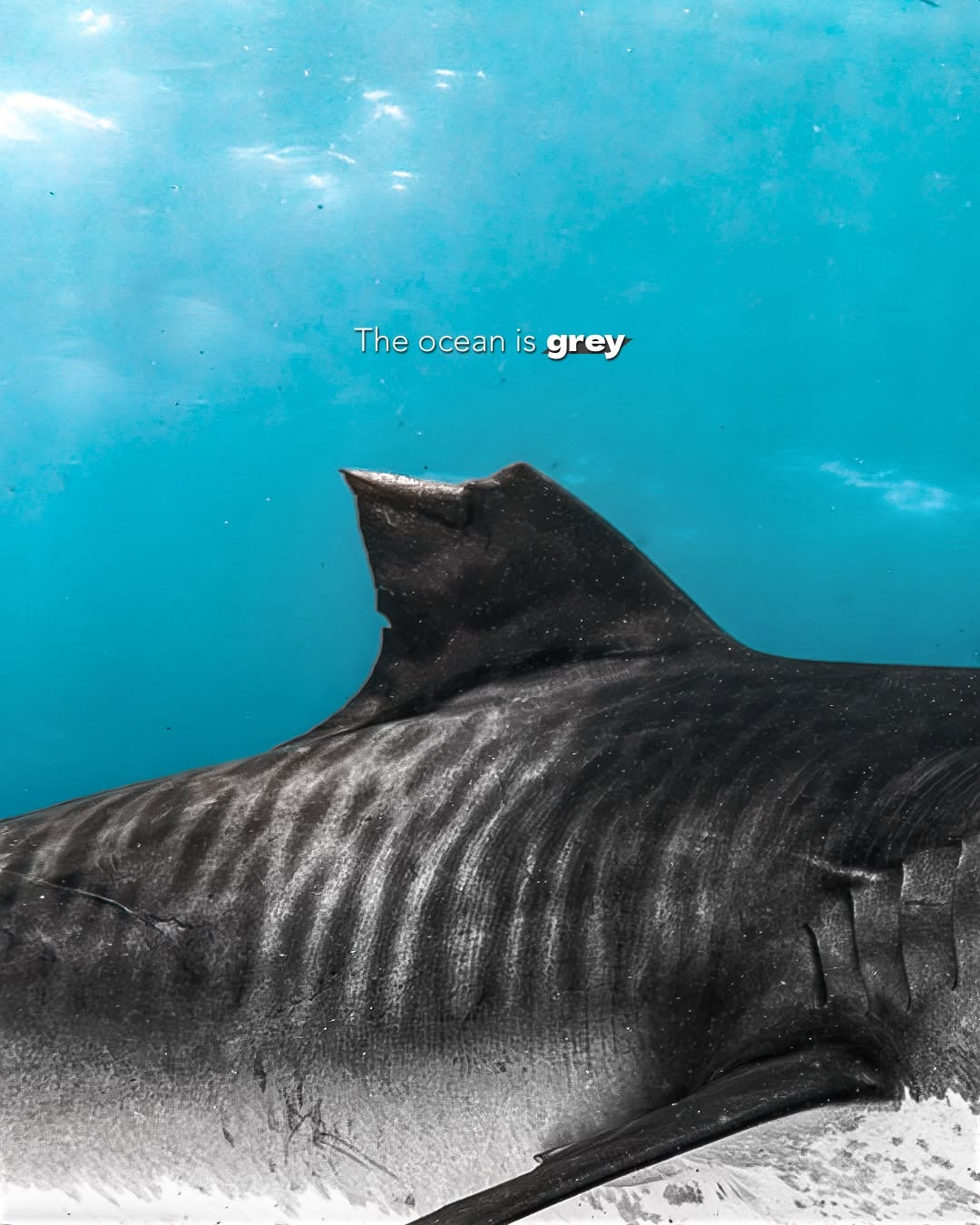 Was passiert, wenn du deine kompostierbare Handyhülle wegwirfst?