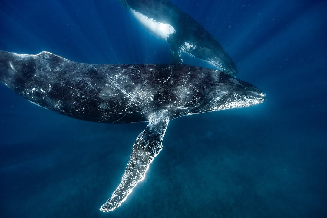 Wale und Plastik – warum die Giganten der Meere unsere Hilfe