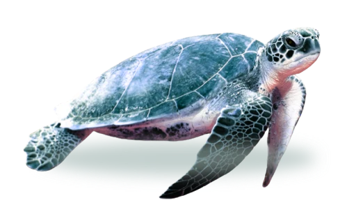 From Turtle Baby to Adult Turtle